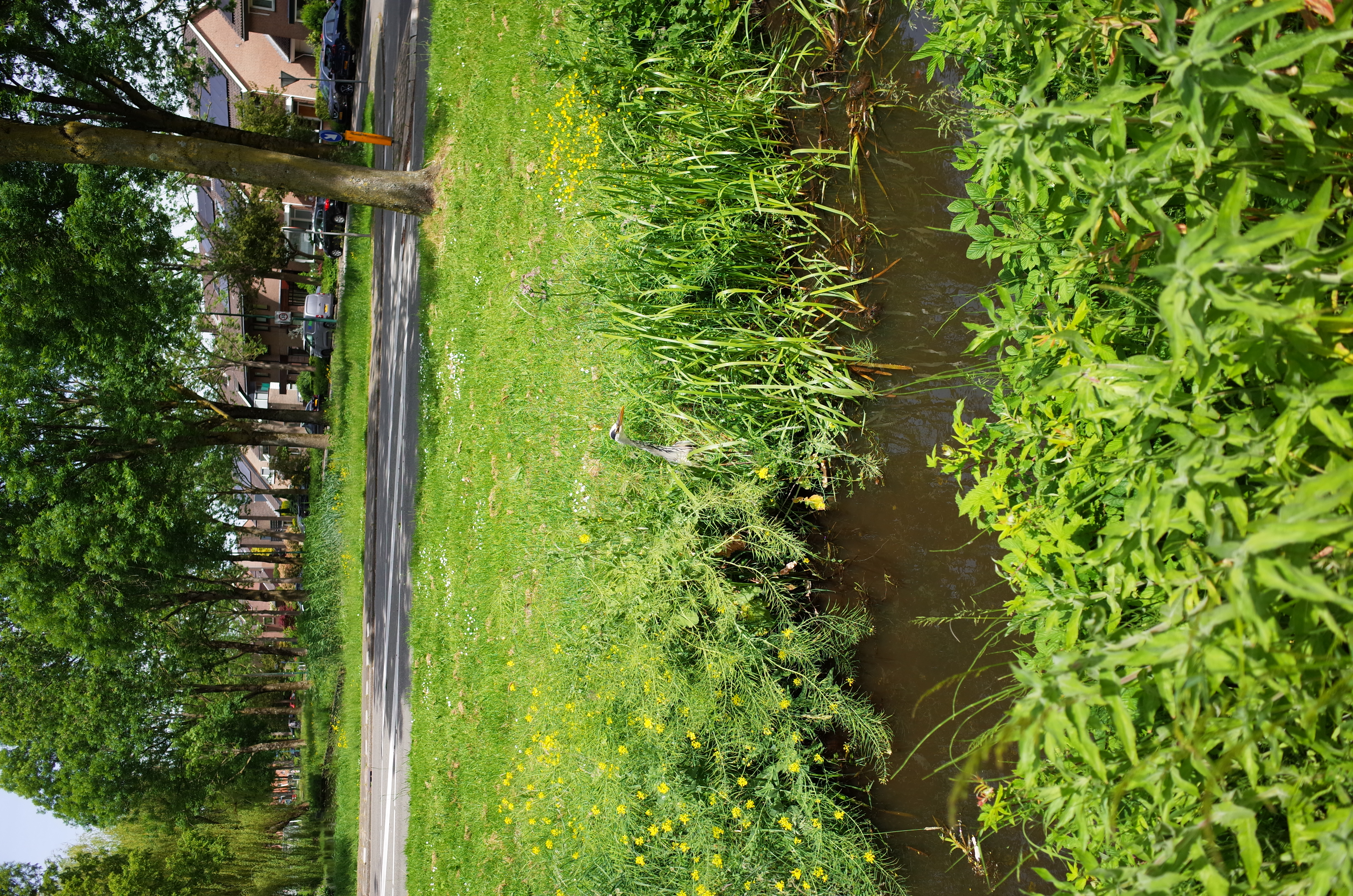 Grey Heron