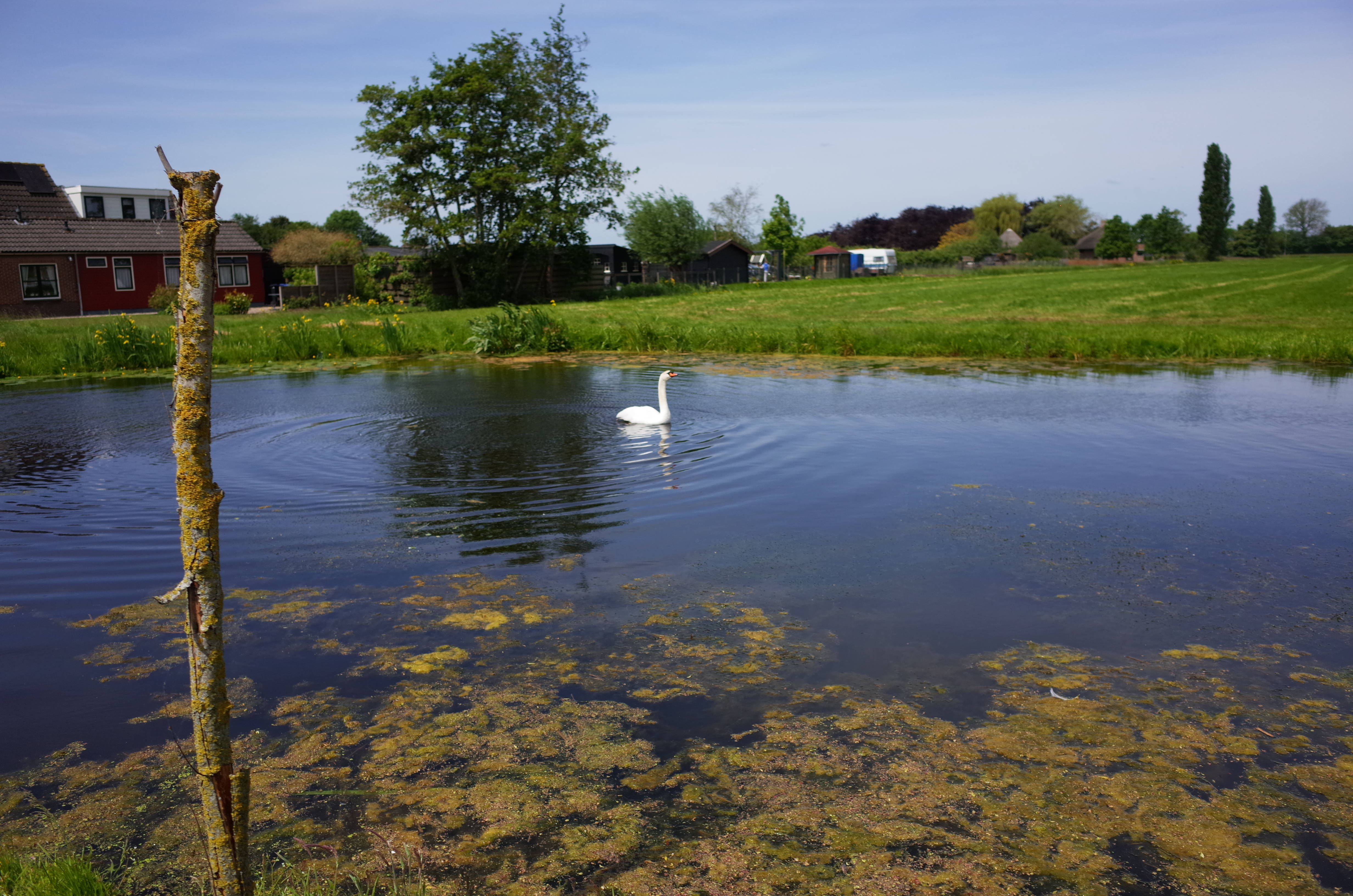 Swan