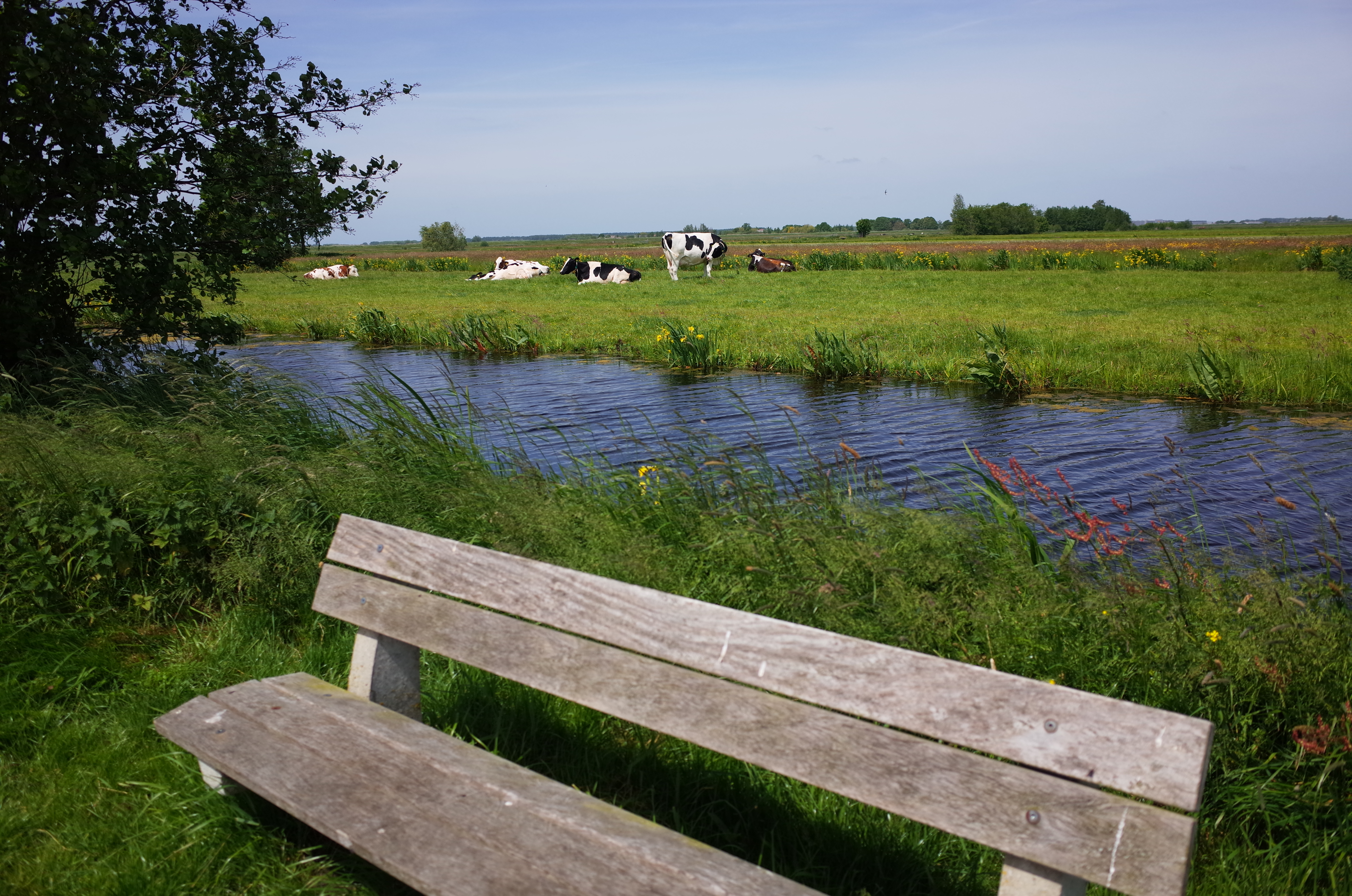 Cows (several different ones)