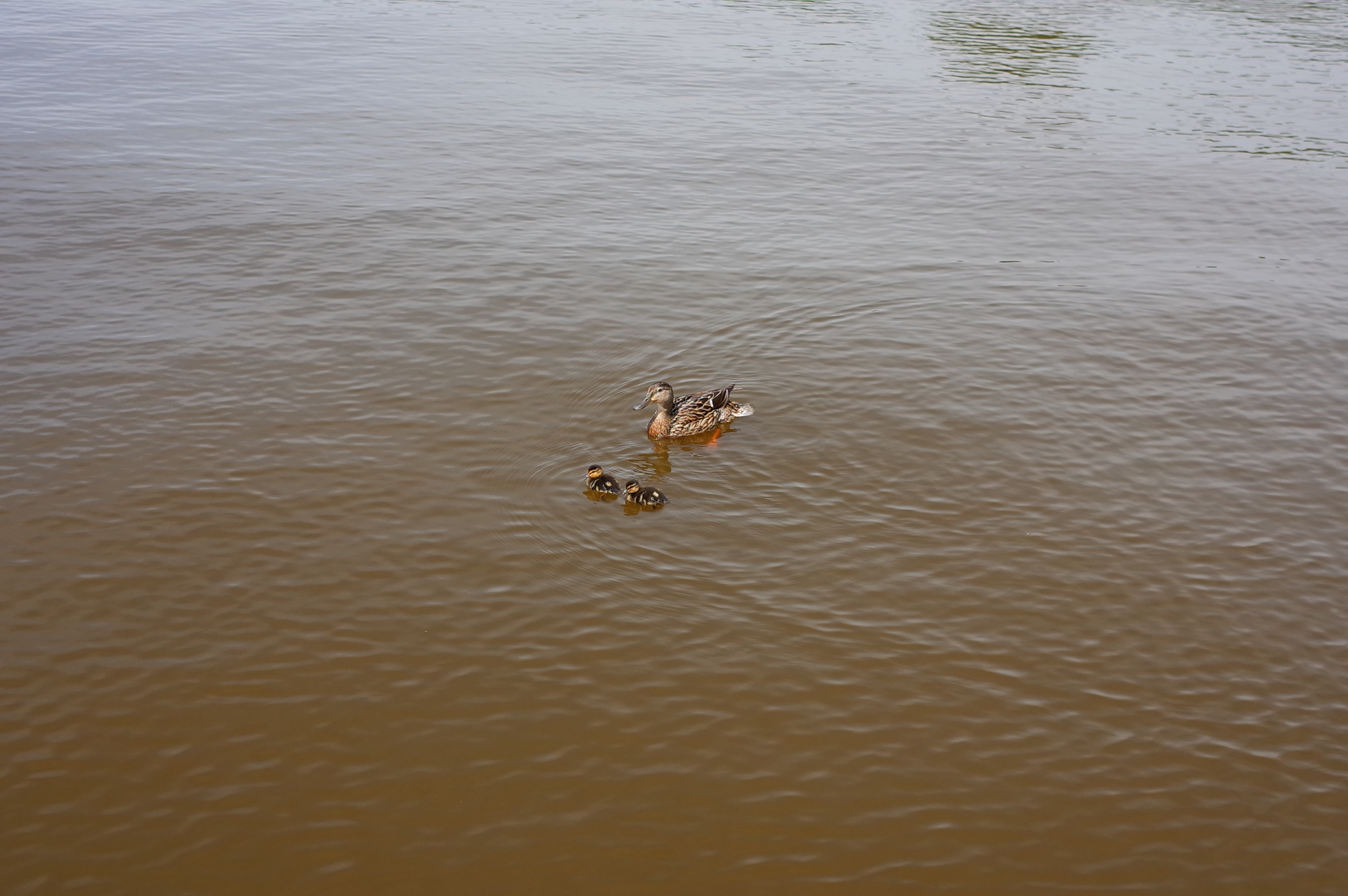 Ducks