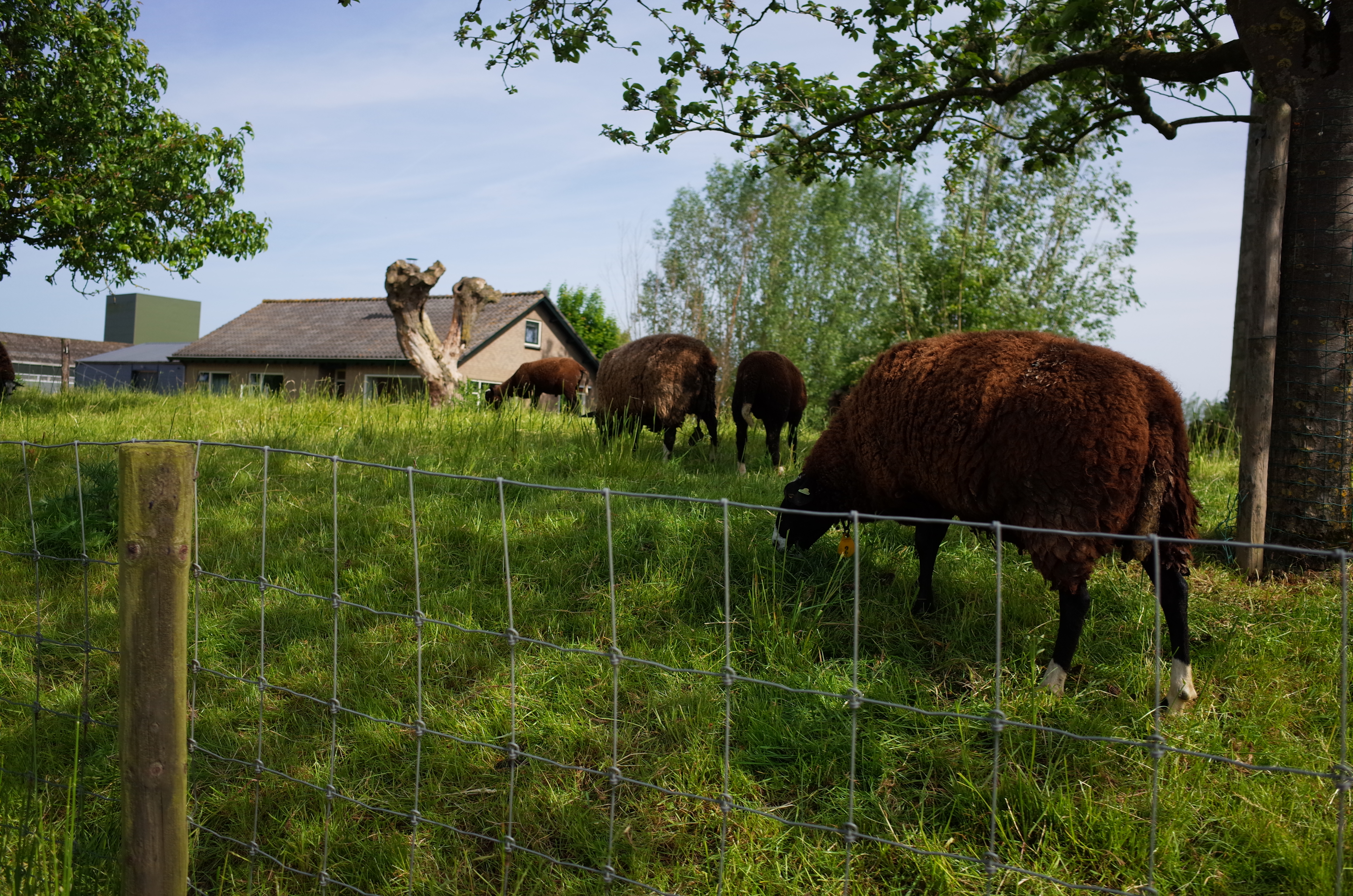 Sheep